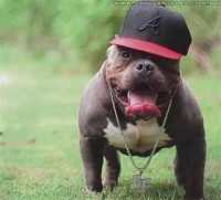 /album/imagens%20engra%c3%a7adas/cachorro-gangsta-5845-jpg/
